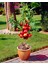 Venüs Nektarin Prunus Persica Nucipersica 5 Adet 1