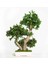 Bonsai Pitosporum Seti Bitki Besini-Bonsai Saksı -Toprak -Fidan 1