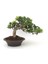 Bonsai Pitosporum Seti Bitki Besini-Bonsai Saksı -Toprak -Fidan 2
