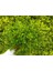 Bonsai Pitosporum Seti Bitki Besini-Bonsai Saksı -Toprak -Fidan 3