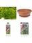 Bonsai Pitosporum Seti Bitki Besini-Bonsai Saksı -Toprak -Fidan 4