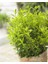 Bonsai Euonymus Microphyllus Aurea 5 Adet 2