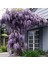 Mor Salkım Fidanı Wisteria Sinensis 2 Adet 1