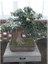 Bonsai Yıldız Çalısı Pitosporum 1