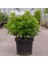 Bonsai Yıldız Çalısı Pitosporum 2