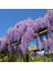 Mor Salkım Fidanı Wisteria Sinensis 5 Adet 2