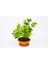 Bonsai Euonymus Microphyllus Aurea 1