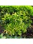 Bonsai Euonymus Microphyllus Aurea 3