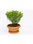 Bonsai Euonymus Microphyllus Aurea 4