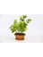 Bonsai Taflan 2