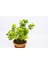 Bonsai Taflan 3