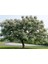 Tespih Ağacı (Melia Azedarach) 3 Adet 2