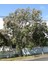 Tespih Ağacı (Melia Azedarach) 3 Adet 3