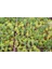 Altuni Top Mazı Thuja Orientalis Aurea Compacta Nana 100 Adet 5