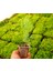 Altuni Top Mazı Thuja Orientalis Aurea Compacta Nana 20 Adet 3