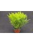 Prenses Çamı - Crassula Muscosa 135 Adet 5