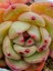 Echeveria Spp - Sukulent 3