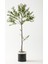 Yapay Zeytin Ağacı 160 cm Siyah Gümüş Metal Saksı 1