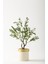 Yapay Zeytin Ağacı 85 cm Krem Gold Metal Saksı 1