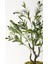 Yapay Zeytin Ağacı 85 cm Krem Gold Metal Saksı 2