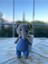 Gri Mavi Fil Amigurumi Organik Oyuncak 1 Adet 1