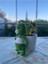 Yeşil Beyaz Dino Amigurumi Organik Oyuncak 1 Adet 2