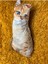 Elite Kedi Peluş Uyku Arkadaşı 1 Adet 1