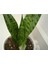 Paşa Kılıcı Fidesi Fidanı Sansevieria 10-20 cm 1