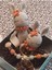 Amigurumi 1 Adet 1