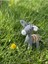 Amigurumi Oyuncak Eşek Oyun Arkadaşı Uyku Arkadaşı 1 Adet 2