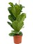 Ficus Lyrata - Keman Yapraklı Kauçuk 60-80 cm 1