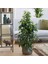 Benjamin - Ficus Benjamina 60-80 cm 1