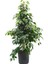 Benjamin - Ficus Benjamina 60-80 cm 4