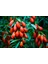 Kırmızı Goji Berry Fidanı 2 Adet 1