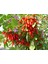 Kırmızı Goji Berry Fidanı 3 Adet 3