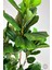 BİÇİÇEK Keman Yapraklı Kauçuk Bitkisi Fiddle Lyrata Gala Saksı 175-200 cm 5