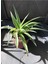 Kurdele Çiçeği (Chlorophytum Comosum) Fidanı 10-20 cm 2