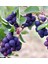 3 Yaş Tüplü Saskatoon Berry Northline 80-100 cm 2