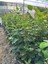 3 Yaş Tüplü Saskatoon Berry Northline 80-100 cm 5