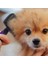 Temizlenebilen Tuşlu Pratik Kedi Köpek Tüy Toplama Fırçası 6