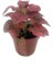 Fittonia Hostes Çiçeği Fidanı Kırmızı Yeşil 10-20 cm 1