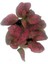 Fittonia Hostes Çiçeği Fidanı Kırmızı Yeşil 10-20 cm 2