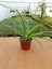 Kurdela Çiçeği Chlorophytum Comosum 13 cm Saksıda 1