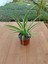 Kurdela Çiçeği Chlorophytum Comosum 13 cm Saksıda 2