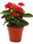 Dikenler Tacı Kırmızı Renk Euphorbia Milli 10-20 cm 2