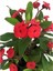 Dikenler Tacı Kırmızı Renk Euphorbia Milli 10-20 cm 3