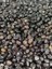 Gemlik Doğal Salamura Siyah Zeytin Net 500 gr Pestisit İçermez 2
