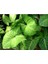 Melek Kanadı Çiçeği Fidanı 10-30 cm Syngonium Mango Allusion 2