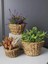 Dekoratif Natural Renk Yuvarlak Seagrass Sepet 3'lü Set 2