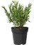 Biberiye Fide Fidanı 20-30 cm Rosmarinus Officinalis 1 Adet 1